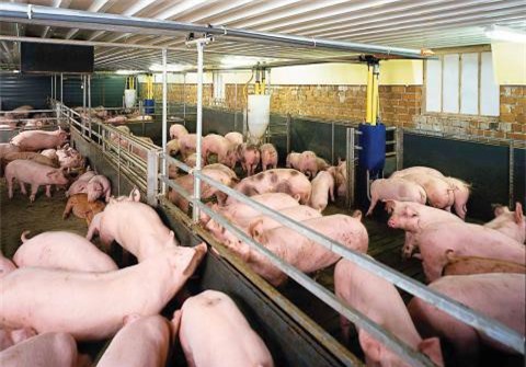 Giá lợn hơi tăng 5.000-7.000 đồng/kg