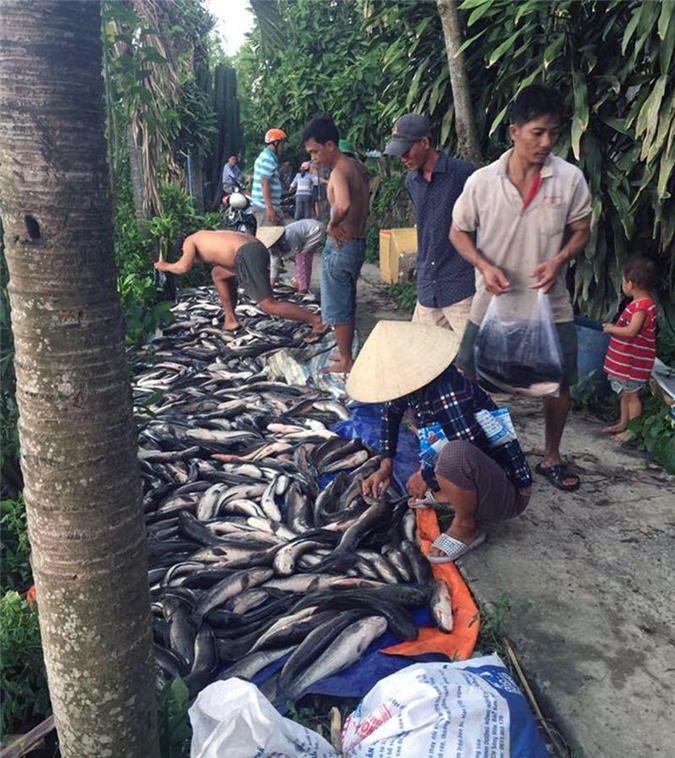 Điều tra vụ cá lóc chết bất thường, nghi bị đầu độc