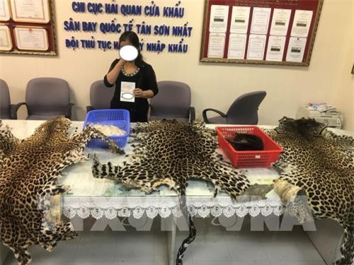 Phát hiện 3 bộ da báo gấm trong hành lý của "quý bà"