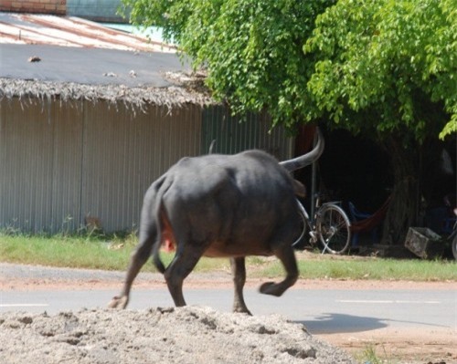 Bị trâu 'điên' tấn công, người đàn ông thủng ngực trái gãy nhiều xương sườn