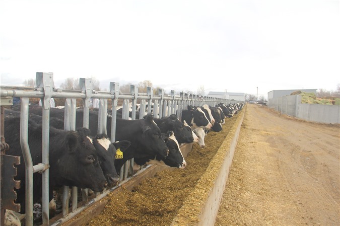 Vinamilk nhập hơn 2.000 bò sữa từ Mỹ, khẳng định vị thế dẫn đầu