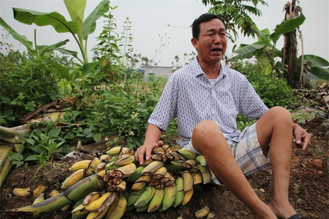 Chủ vườn khóc ròng nhìn 3.000 cây chuối bị chặt phá trong đêm