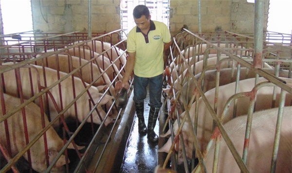 Gia hạn nợ cho khách hàng vay vốn đầu tư chăn nuôi lợn