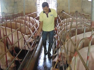 Gia hạn nợ cho khách hàng vay vốn đầu tư chăn nuôi lợn