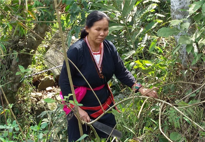 Nữ lương y người Dao với bài thuốc Nam điều trị hiệu quả bệnh viêm khớp và đau nhức xương