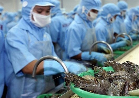 Úc phản hồi đề xuất bỏ lệnh tạm ngừng nhập khẩu tôm của Việt Nam