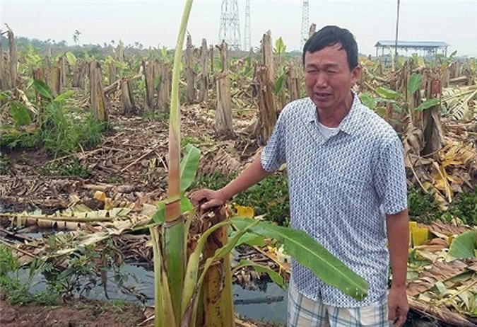 Công an Hải Phòng thông tin vụ hàng nghìn cây chuối bị chặt phá