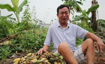 Giám đốc chủ mưu triệt hạ vườn chuối của lão nông Hải Phòng