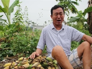Giám đốc chủ mưu triệt hạ vườn chuối của lão nông Hải Phòng