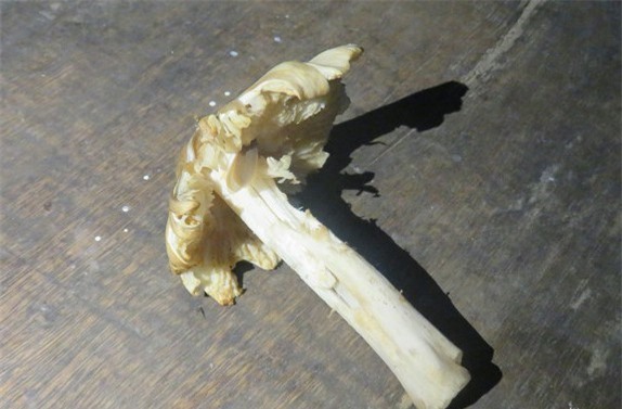 Ăn nấm cực độc trên rừng, 6 người nhập viện cấp cứu