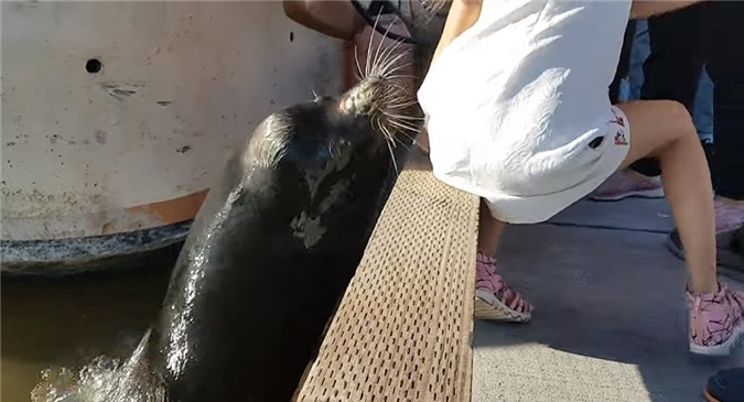 Sư tử biển bất ngờ cắn váy kéo bé gái xuống nước