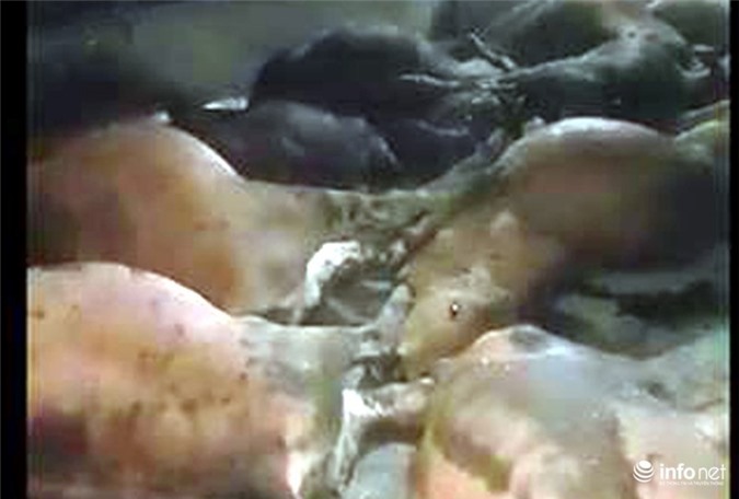 Điều tra vụ hàng chục con bò chết bất thường sau khi ăn