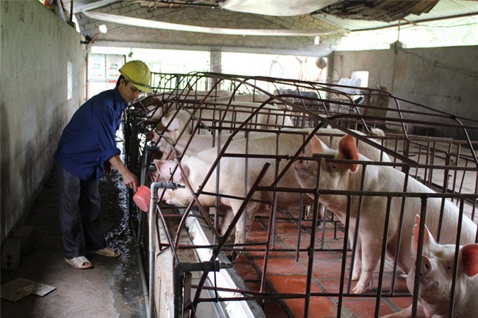 Trung Quốc đồng ý mở cửa thị trường cho lợn Việt Nam