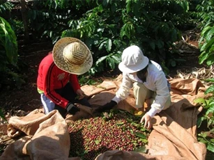 Xuất khẩu nông lâm thủy sản mang về gần 14 tỷ USD trong 5 tháng