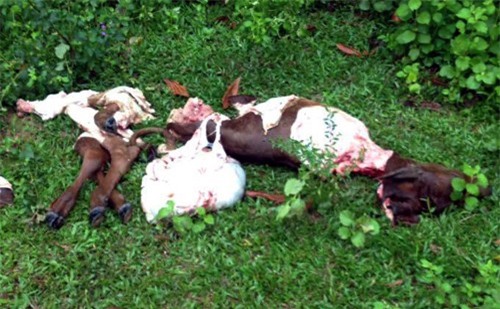 Cả gan trộm bò rồi giết hại, xẻ thịt lấy 4 chiếc đùi 