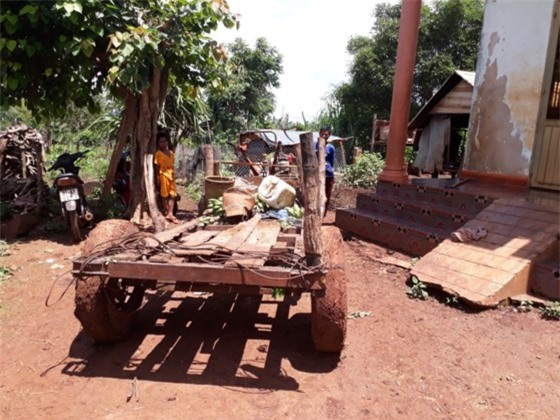 Cây gỗ lớn bật gốc đè 5 người thương vong