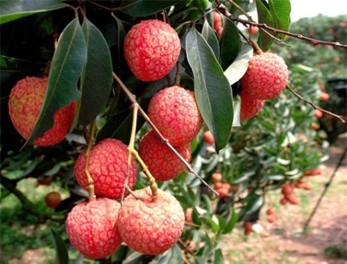 1,2 tấn vải đầu mùa đầu tiên ở miền Bắc được xuất sang Úc