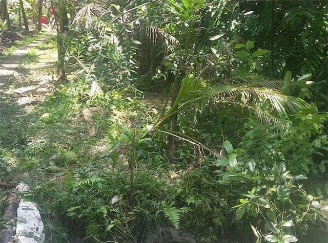 Chủ trang trại bị sát hại giấu trong bụi cây: Nghi phạm ra đầu thú