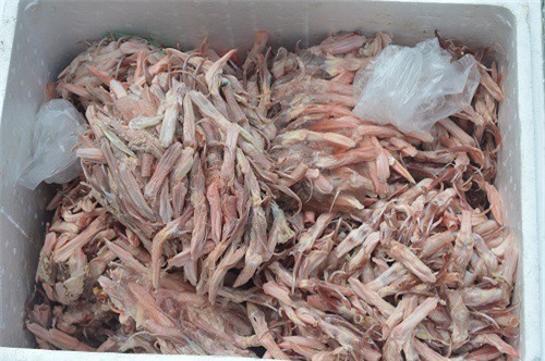 Bắt giữ ôtô chở gần 30kg lưỡi ngan, vịt bốc mùi hôi thối