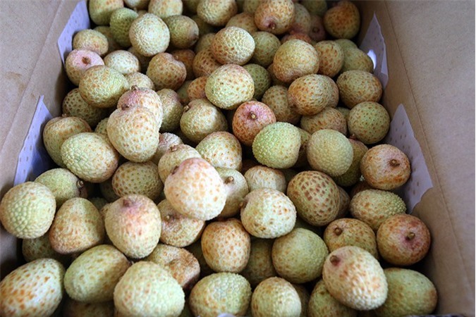 Chiếu xạ lô vải đầu tiên ở miền Bắc xuất khẩu sang Australia