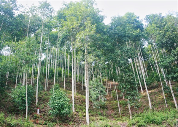 Kỷ luật nguyên Phó chủ tịch huyện, Trưởng Công an huyện ở Quảng Ngãi