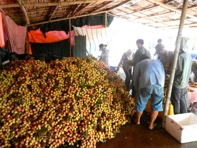 Vải Thanh Hà được mùa, người dân hồ hởi bán giá cao