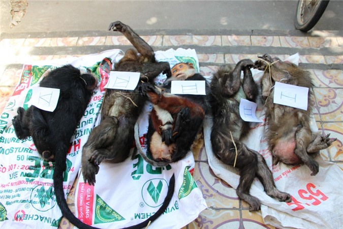 Bắt giữ vụ vận chuyển 5 cá thể voọc và khỉ quý hiếm