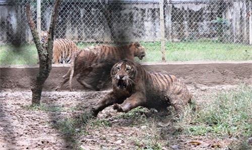 Trèo tường rào, thiếu niên ở Thanh Hóa bị hổ vồ
