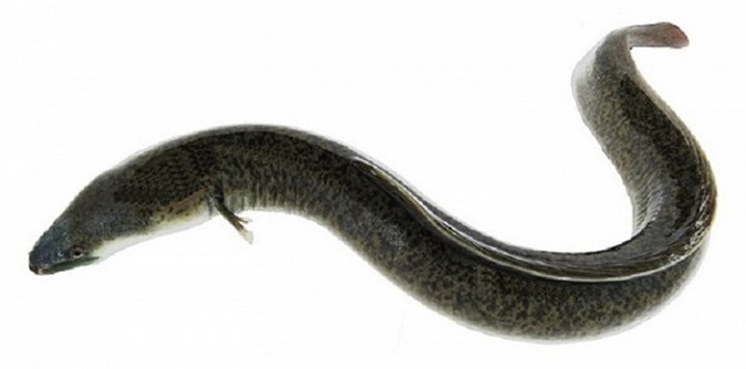 6 người suýt chết vì ăn ruột cá chình om măng chua