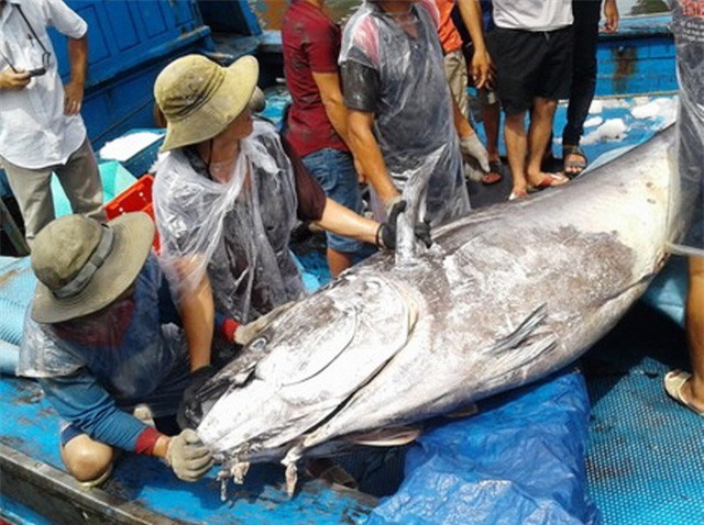 Ngư dân Bình Định bắt được cá ngừ đại dương khổng lồ nặng 280 kg