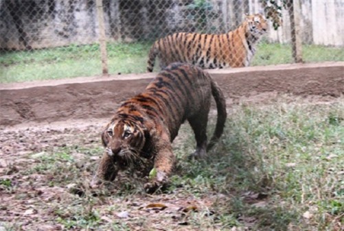 Tiết lộ bất ngờ sau vụ cháu bé bị hổ vồ ở Thanh Hóa