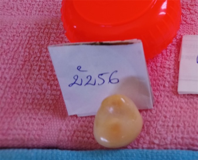 Ngư dân Gành Hào đánh bắt được ngọc ốc quý hiếm