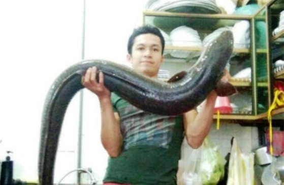 Người dân Nghệ An bắt được cá lệch "khủng" dài gần 2 mét