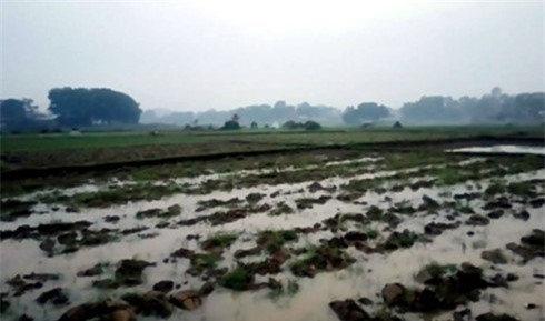 Đi chăn bò trên cánh đồng, nam sinh nghi bị sét đánh tử vong