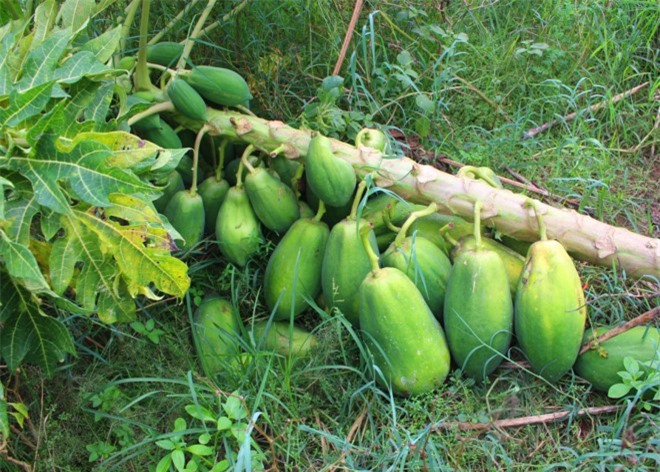 Giá đu đủ lao dốc còn 500 đồng/kg, người dân miền Tây khóc ròng