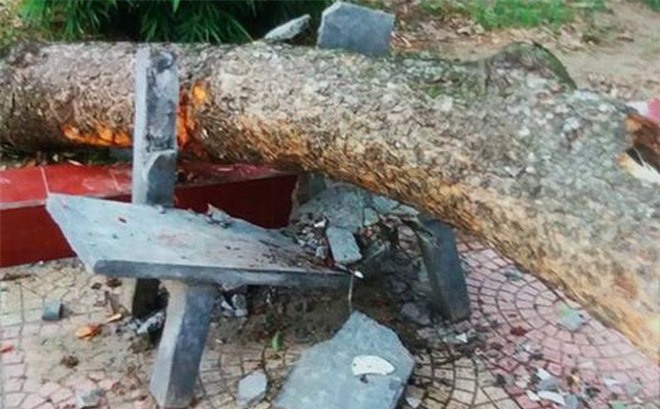 Bị cành xà cừ rơi trúng người, phó hiệu trưởng tử vong trong sân trường