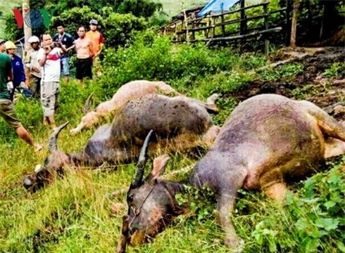 Mưa lớn kèm dông tố, 4 con trâu bị sét đánh chết