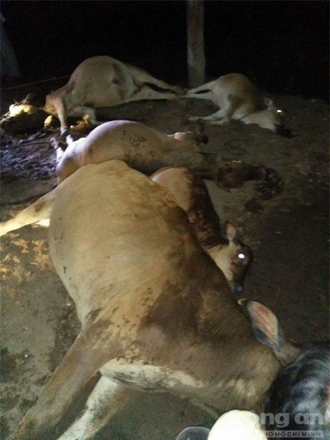  Sét đánh chết 5 con bò khiến người dân điêu đứng