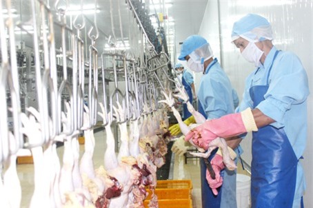 Gà Việt chính thức được xuất khẩu sang Nhật Bản