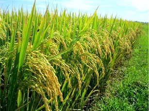 Cơ giới hóa đồng bộ, 5 đột phá mới trong sản xuất lúa