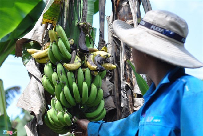 Chuối Đồng Nai lại rớt giá, nông dân lao đao