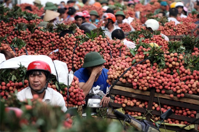 Việt Nam xuất khẩu 15.000 tấn vải thiều tươi sang Trung Quốc
