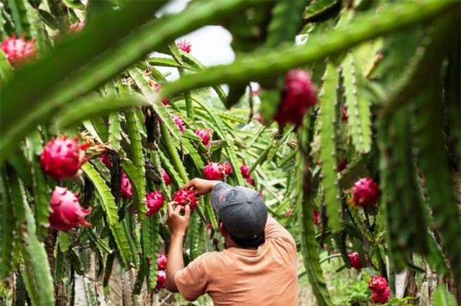 Tìm đường cho thanh long Việt Nam vào thị trường Úc