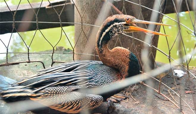 Chim cổ rắn quý hiếm mắc lưới người dân Sài Gòn