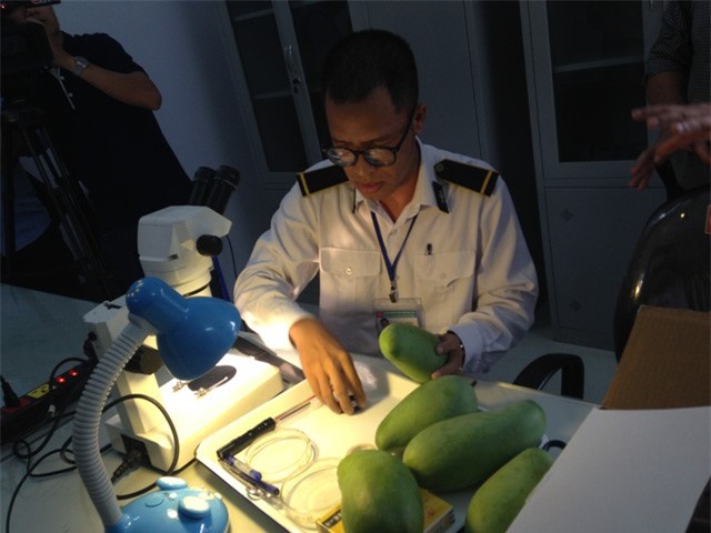 Lô xoài đầu tiên ở miền Bắc được xuất sang Australia