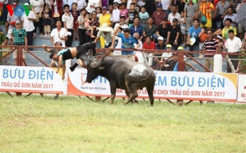 Trâu chọi Đồ Sơn húc chết người: Thông tin mới nhất
