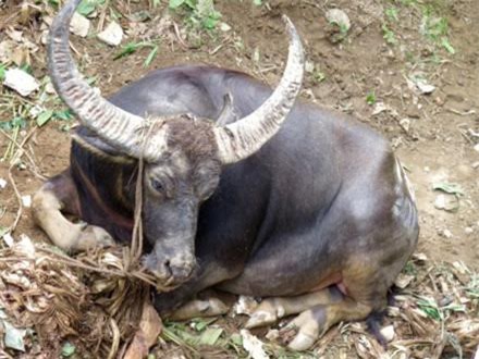 Bắn chết trâu chọi Đồ Sơn húc chết chủ lấy mẫu xét nghiệm