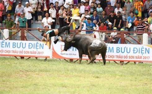 "Điềm báo" vụ trâu chọi Đồ Sơn húc chủ chết thảm