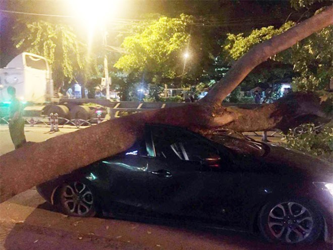 Ô tô đang di chuyển bất ngờ bị cây cổ thụ đè bẹp trong đêm