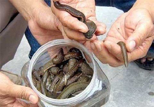 Cảnh báo bất thường: Thương lái thu mua đỉa với giá cao